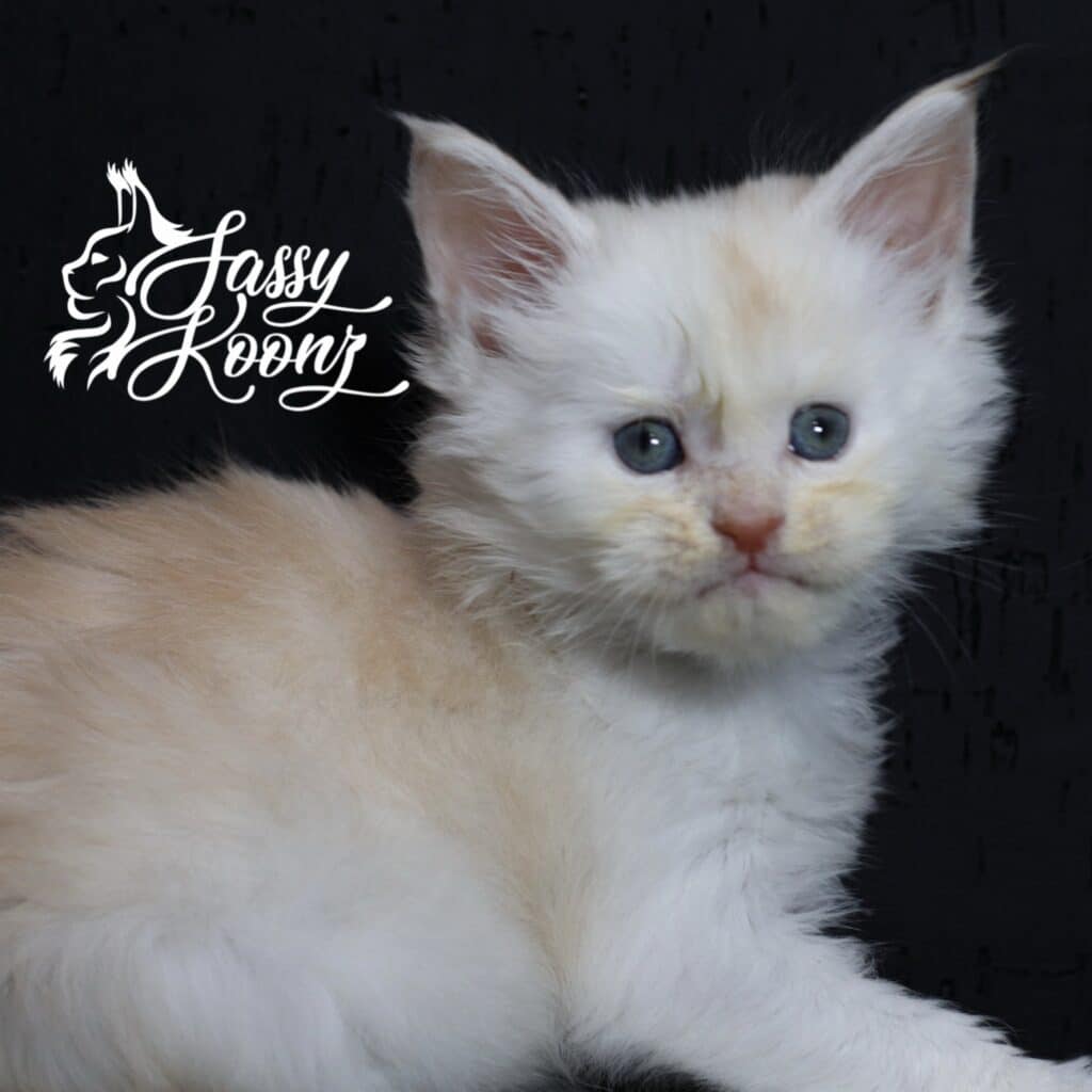 adorable maine coon kitten panama 5 weeks old