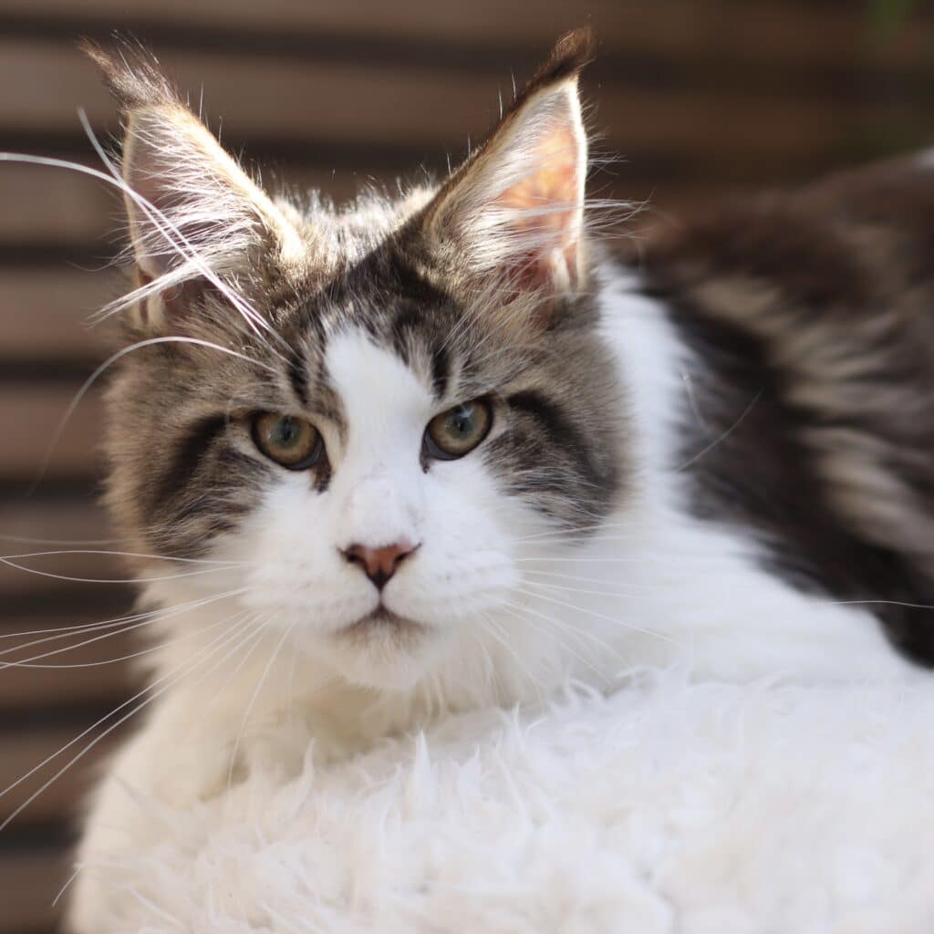 bi color maine coon at sassy koonz 2026