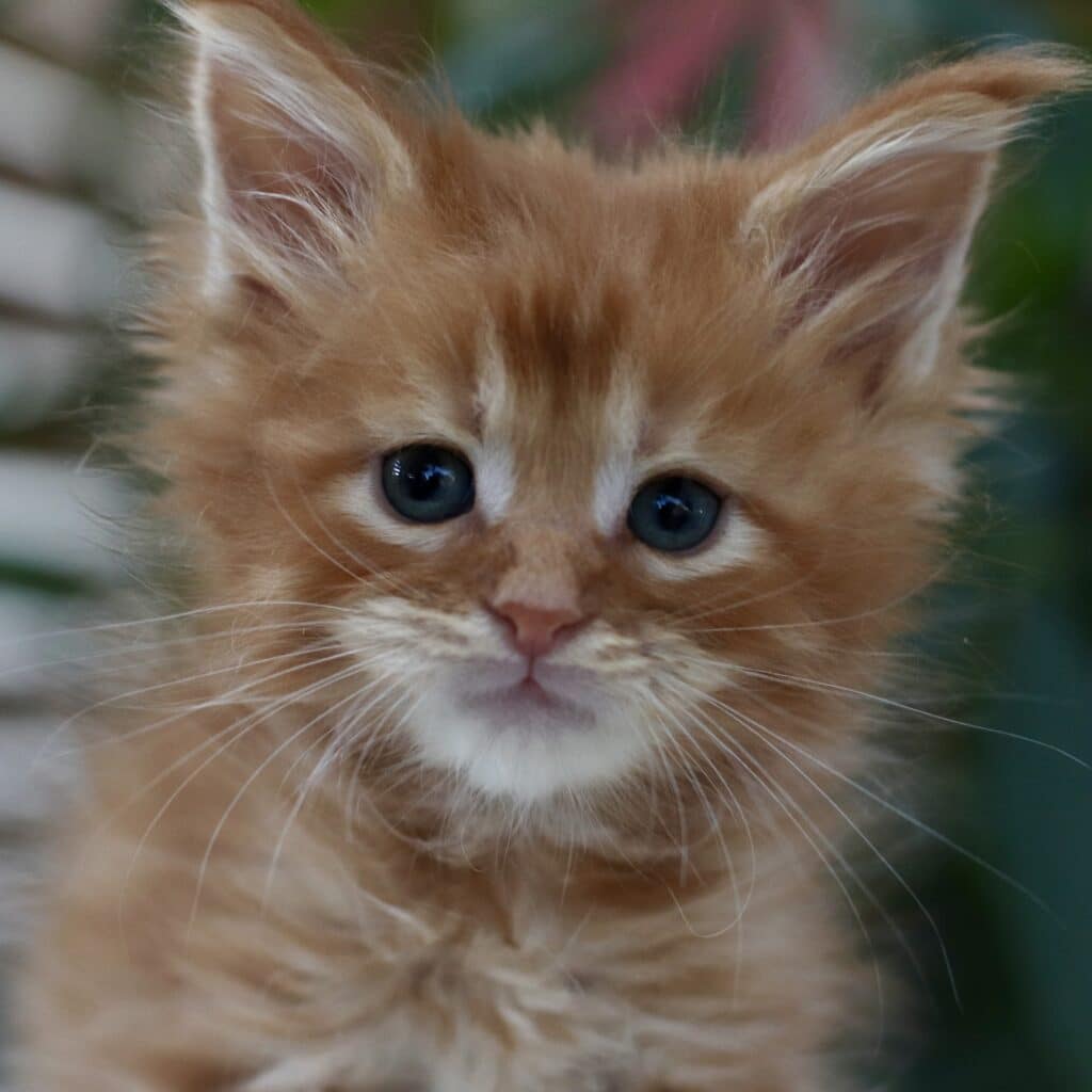 big bad billy 6 weeks old maine coon