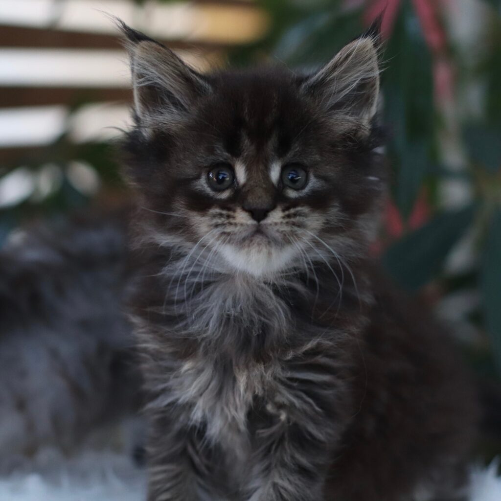 black tabby maine coon reesrved at sassy koonz 6 weeks young