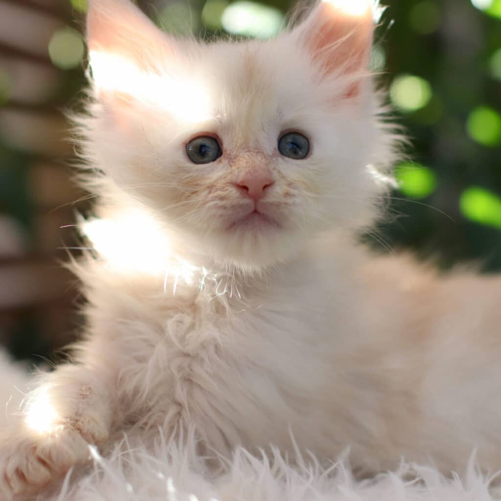 eruption 6 weeks old maine coon kitten red smoke