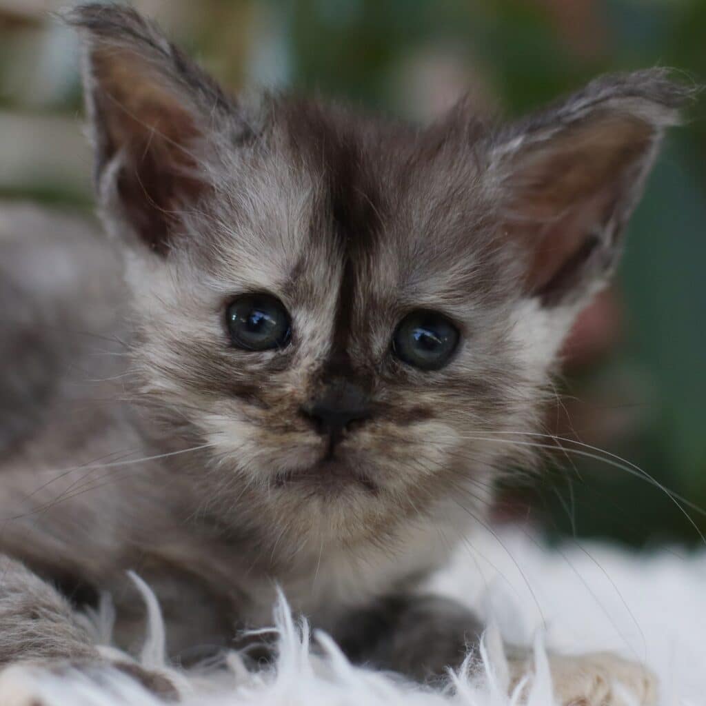 Close-up of a gray maine coon kitten's face with blue eyes and soft fur, looking upward.