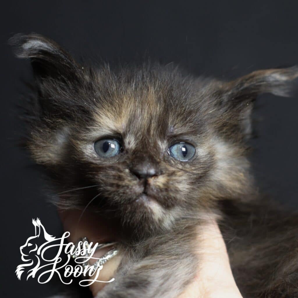 maine coon close up u really got me 5 weeks