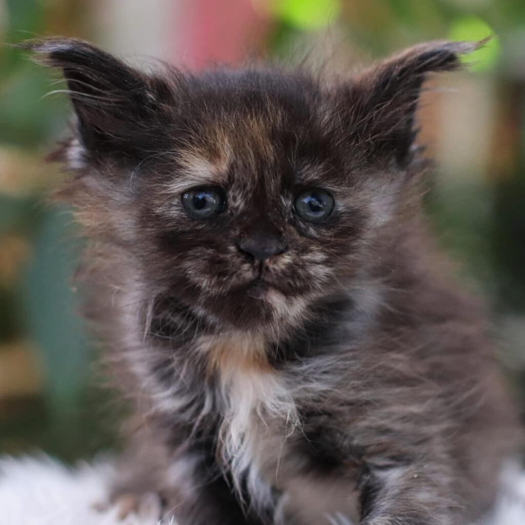 maine coon kitten you really got me 6 weeks old