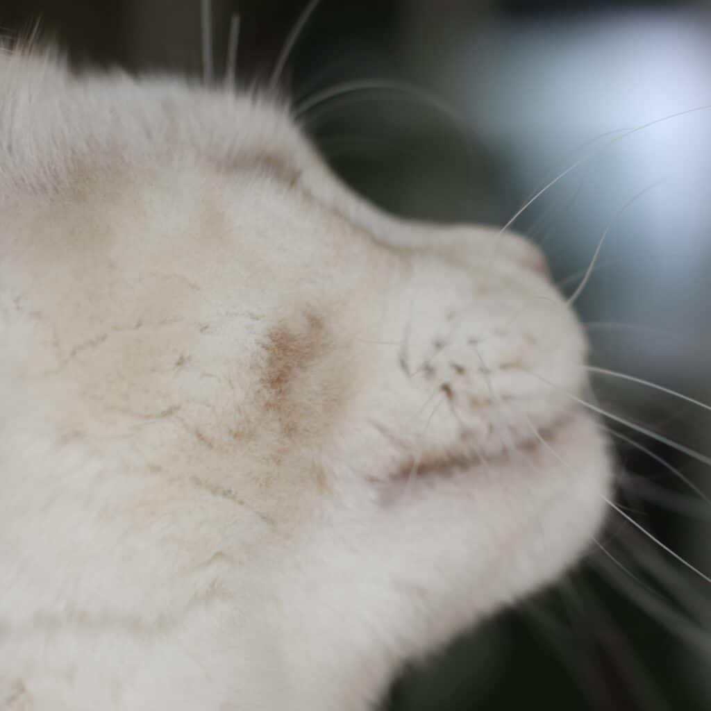 Ultra-close shot of a Maine Coon cat's profile and pale fur face with whiskers