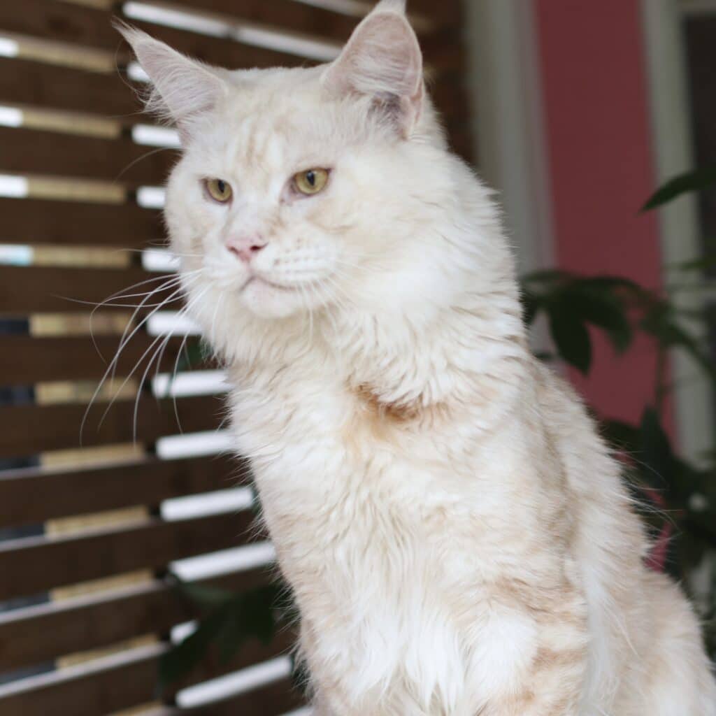 Cream-colored cat with yellow eyes looks to the left indoors, near wooden blinds.