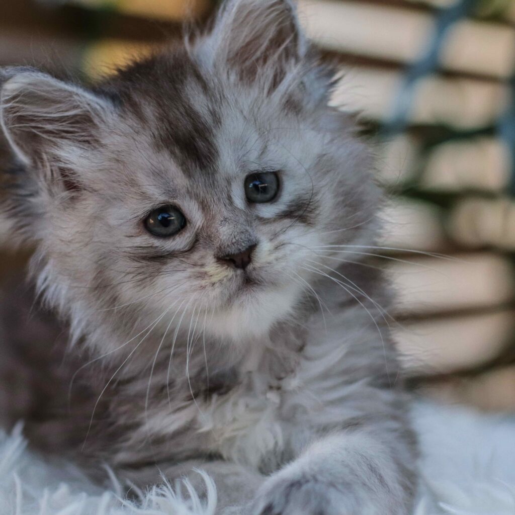 mikkee dee 6 weeks old maine coon kriren