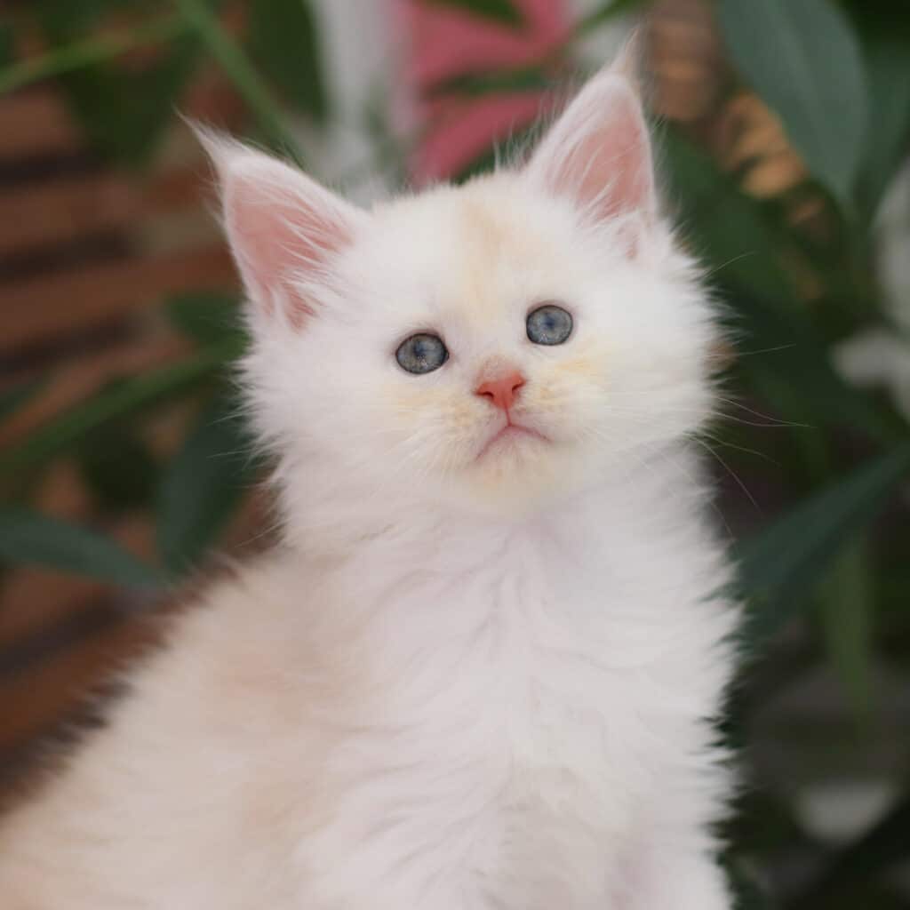 panama maine coon 6 weeks old green eyes