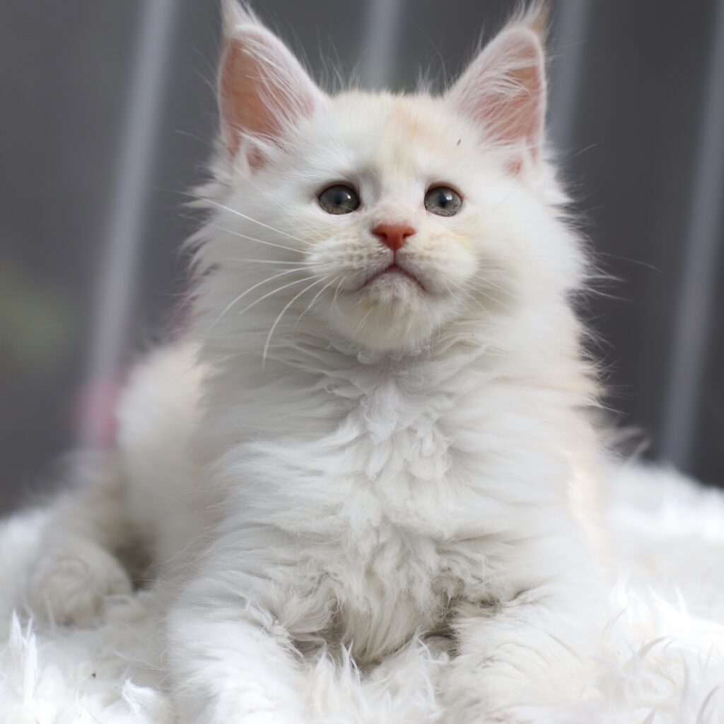 Panama, a red smoke male Maine Coon kitten, 7 weeks old, at Sassy Koonz Maine Coons looking stellar