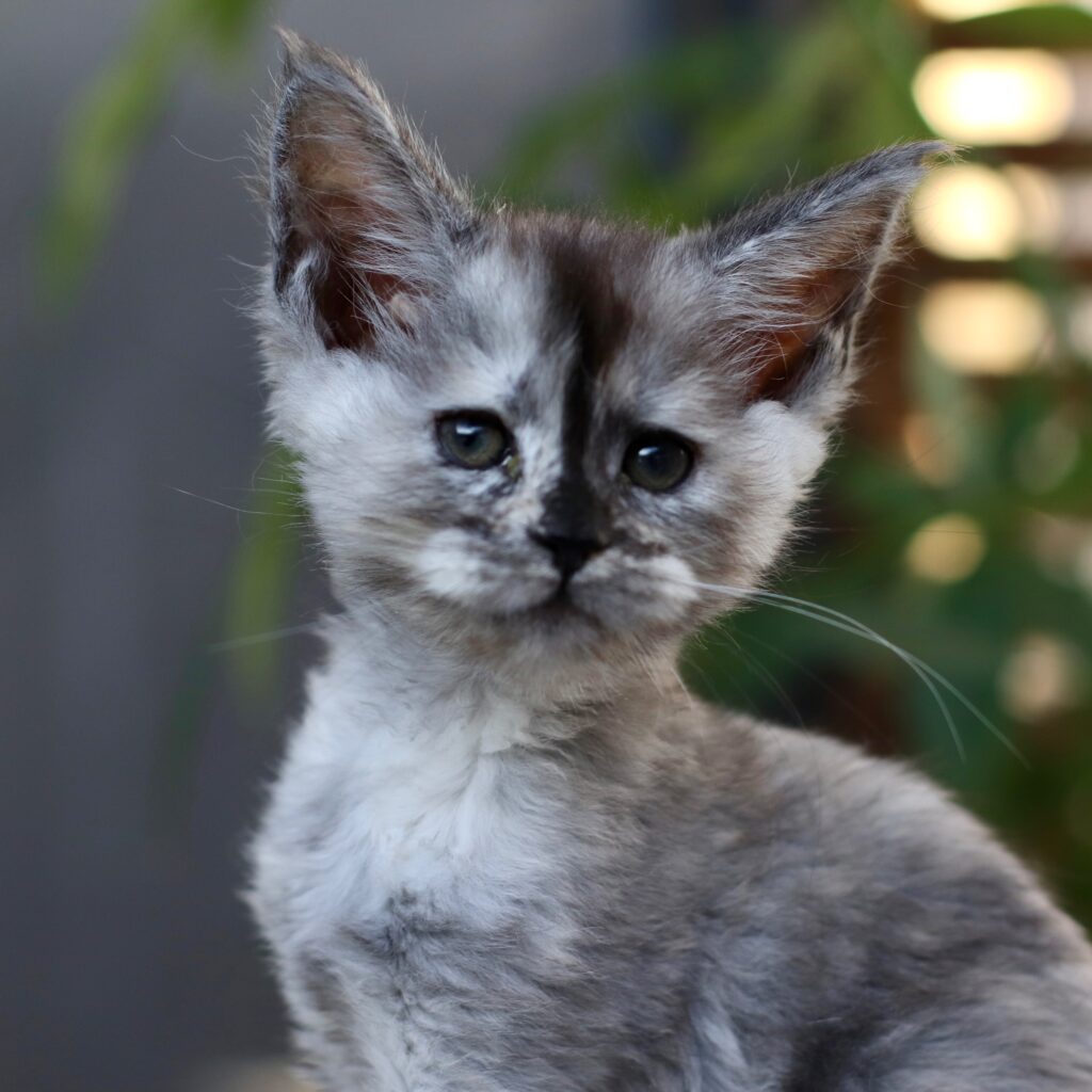 Pretty Woman, a black smoke tortie female Maine Coon kitten, 8 weeks old, at Sassy Koonz Maine Coons