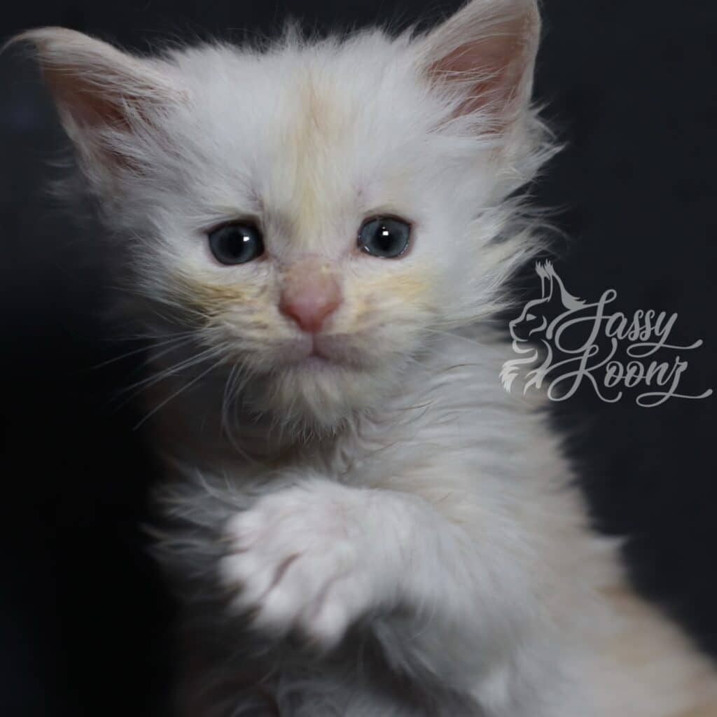 Close-up of a fluffy white kitten's face with blue eyes and a pink nose against a dark background, partial logo visible on the right.