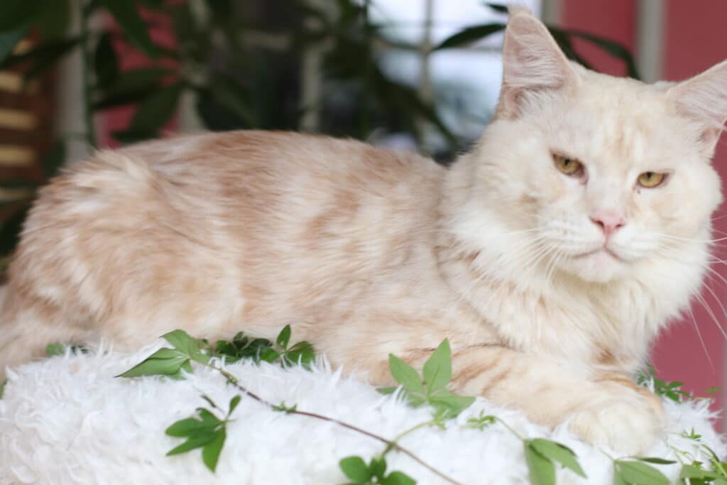 Cream-colored cat resting on a white fluffy surface with green leaves in the foreground and pink wall in the background.