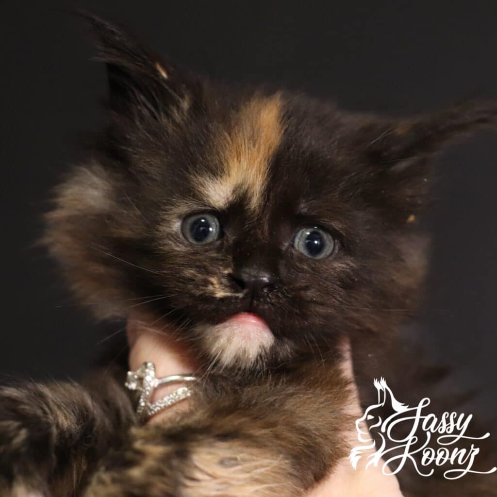 sassy koonz kitten named so this is love 5 weeks