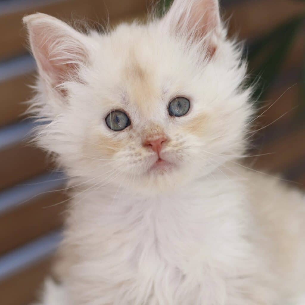 sassy Koonz poundcake 6 weeks old