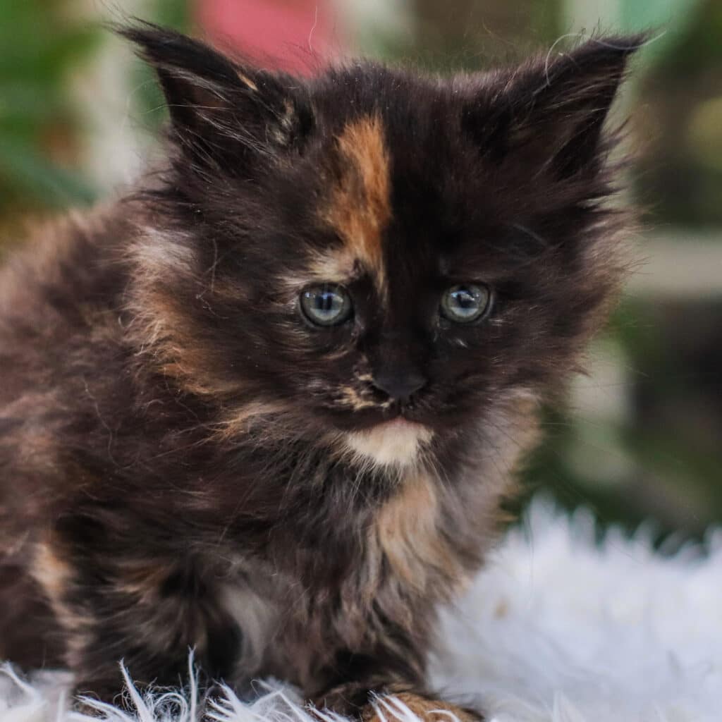 so this is love 6 weeks old