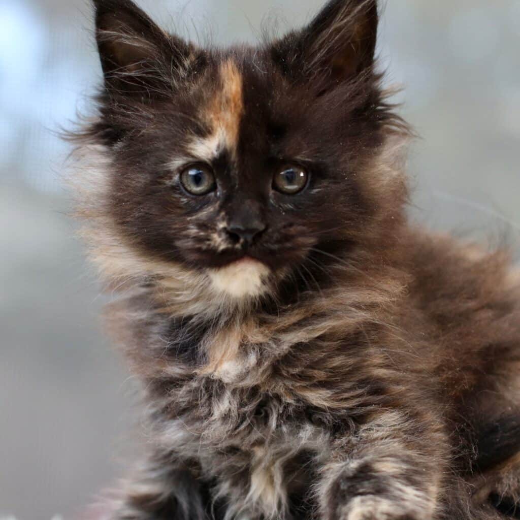 So This Is Love, a black tortie female Maine Coon kitten, 8 weeks old, at Sassy Koonz Maine Coons looking at camera