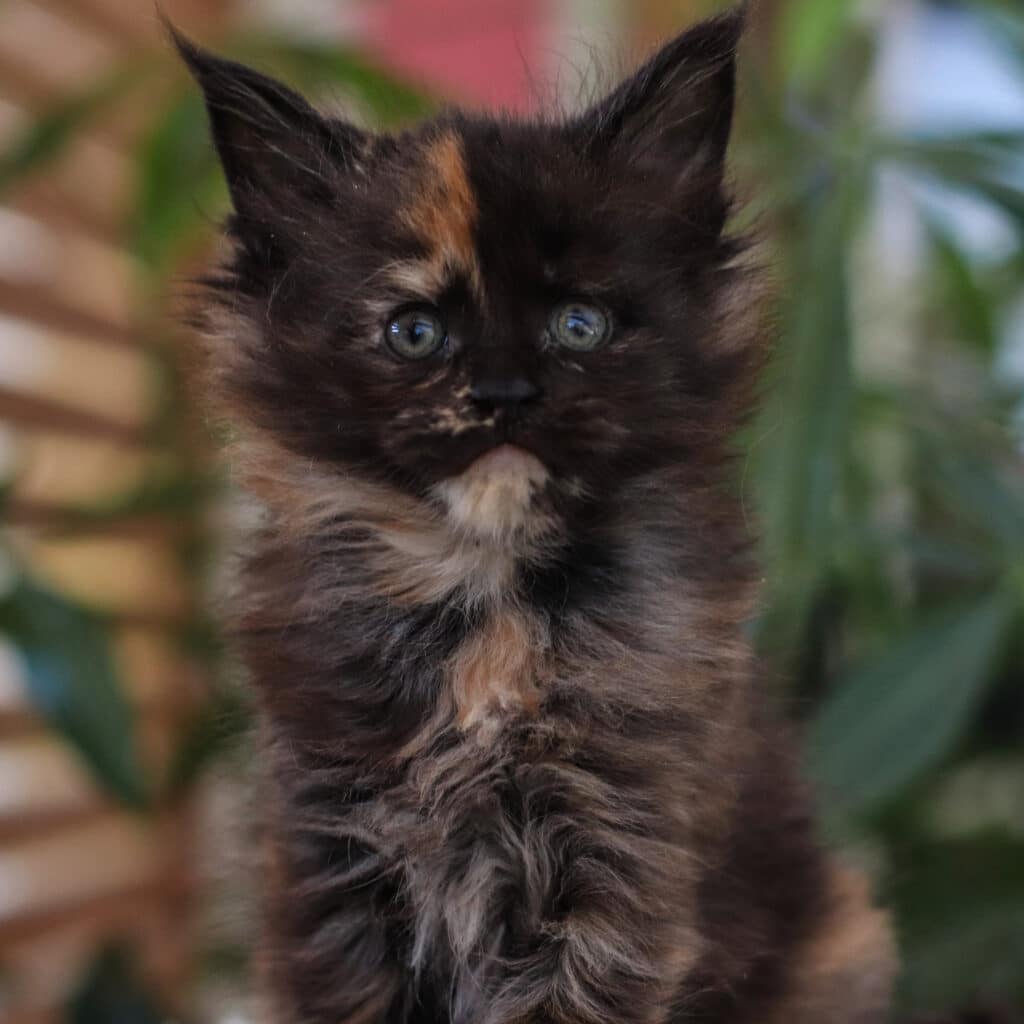 Close-up of a fluffy black tortie maine coon kitten with tan markings and blue eyes looking at the camera.